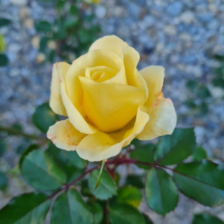Iolanda Mammola